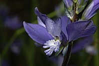 Polygala vulgaris